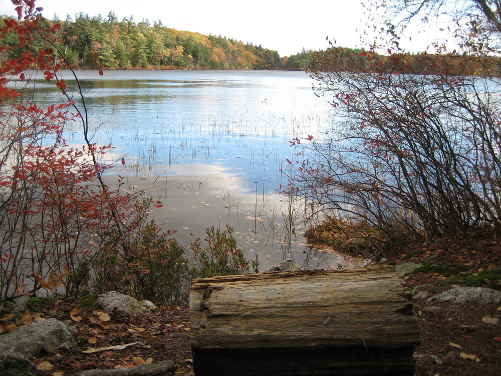 Hall's Pond in fall (Credit: Jeremy Read)