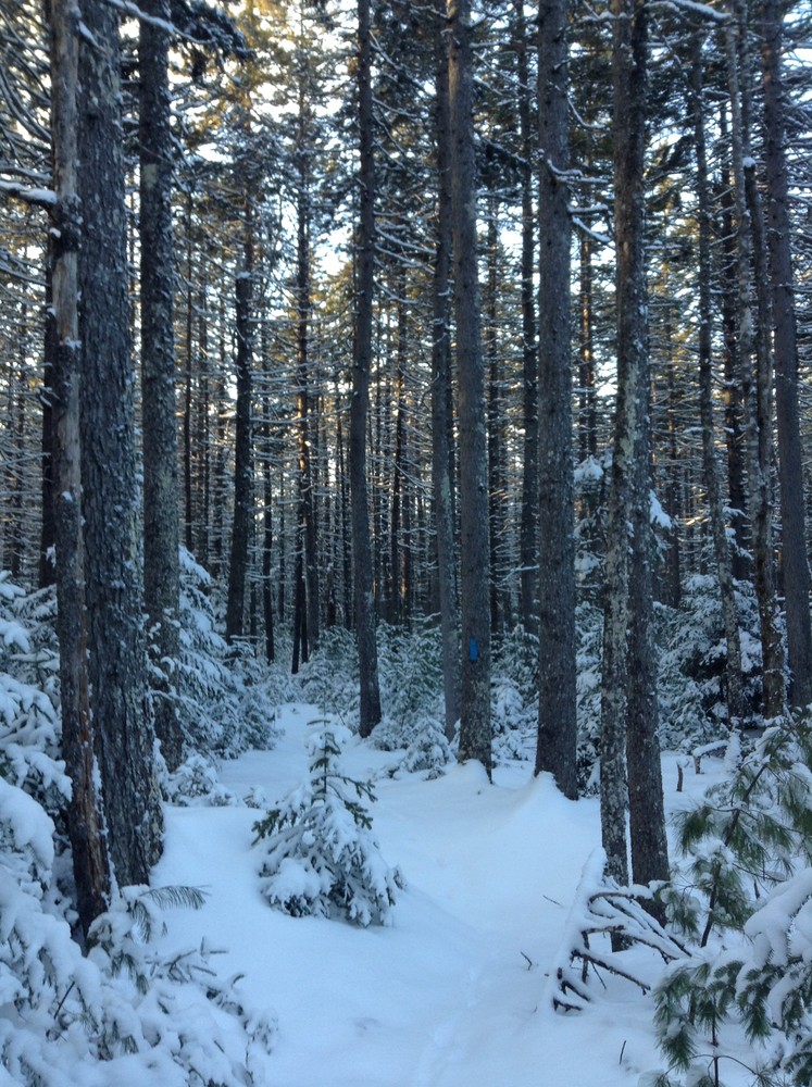Winter walk (Credit: Nicole Grohoski)