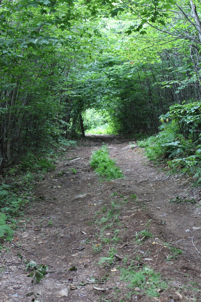 Forested lane (Credit: Woodie Wheaton Land Trust)