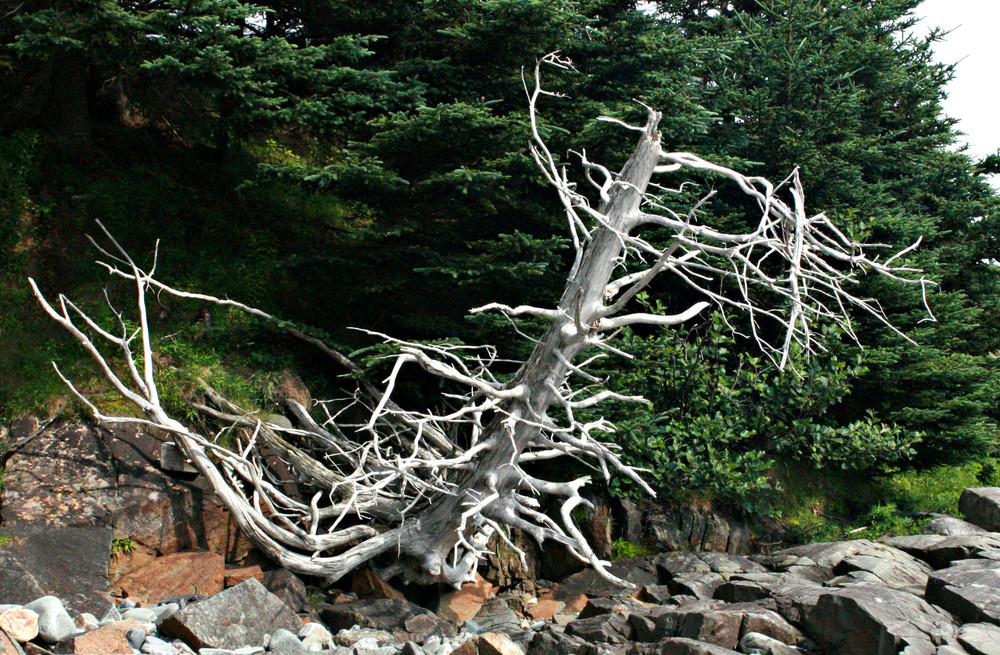 Skeleton at the Shoreline (Credit: L. L. Wall @Panoramio)