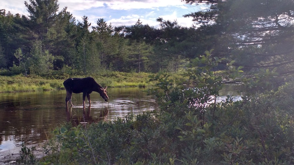Moose browsing alongside trail (Credit: Dawn Charnetzky)