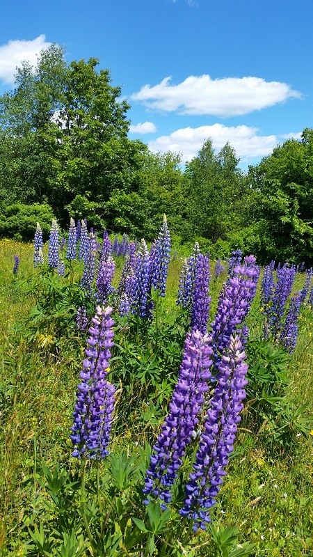 Lupines in spring (Credit: Blue Hill Heritage Trust)