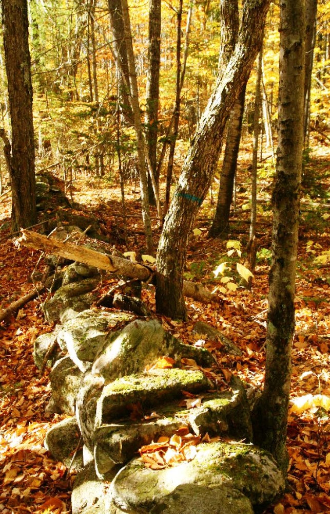 Macdonald Conservation Area & Readfield Town Farm Forest Maine Trail