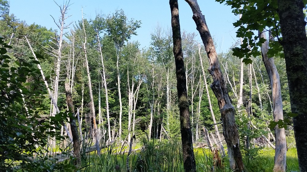 SanfordSpringvale Rail Trail Maine Trail Finder