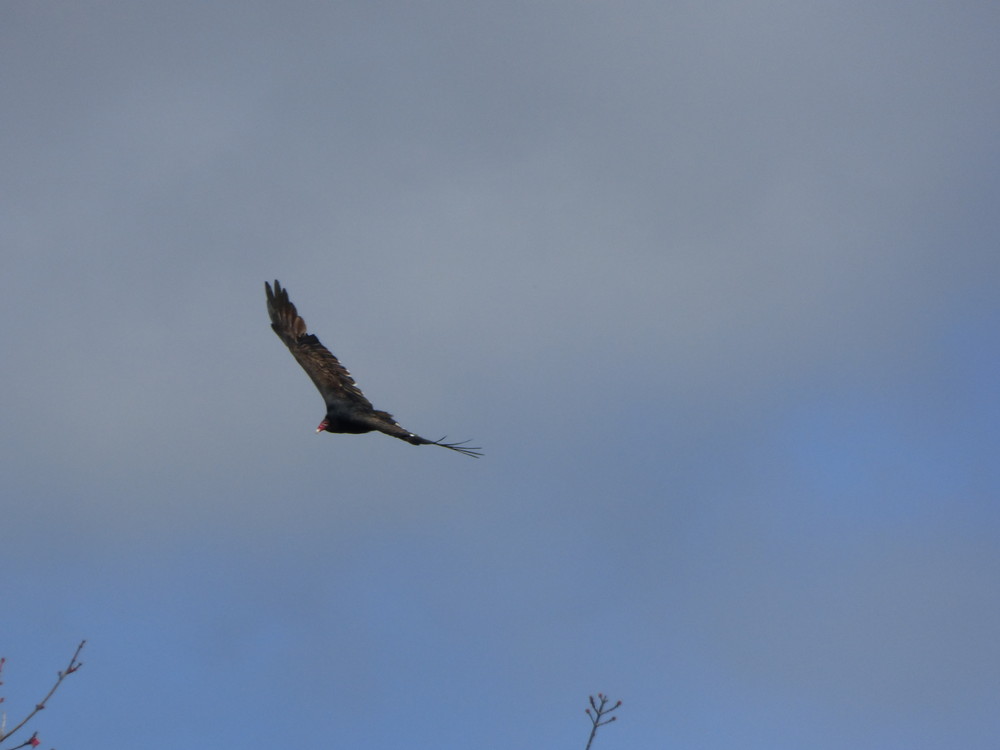 Turkey Vulture in flight over the lookout. (Credit: Chris Nason)