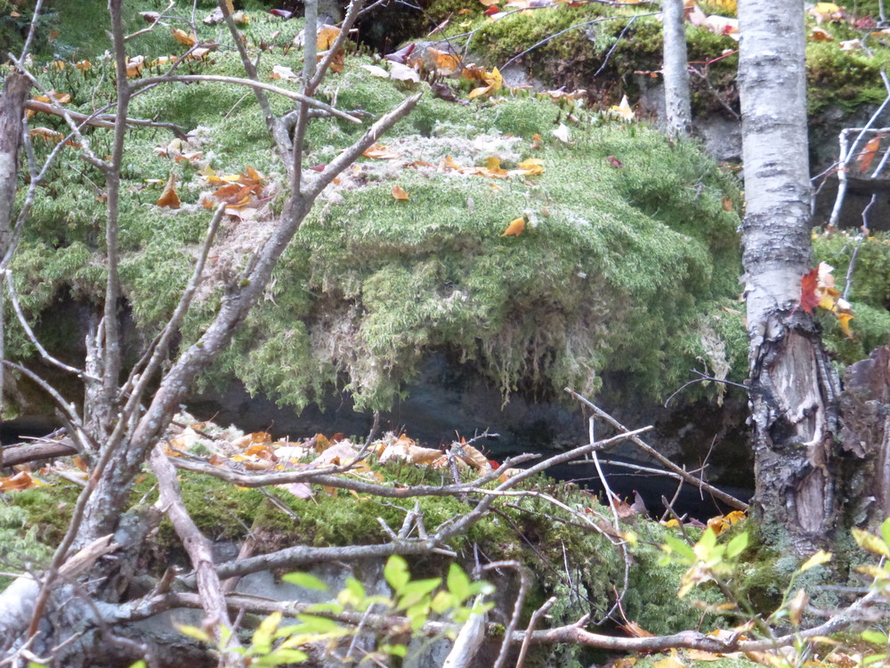 Beautiful moss overhangs the rocks in places along the trail. (Credit: Chris Nason)