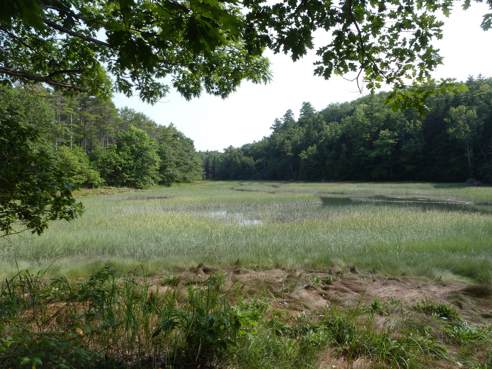 Salwater marsh from OM East (Credit: Chris Nason)