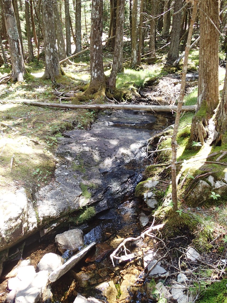 Small brook crossing the Acadia Mtn Trail (Credit: MG Sturgeon)