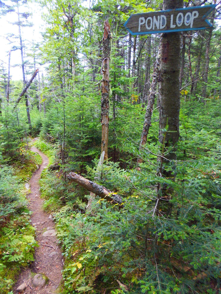 Bigelow Preserve Fire Warden's and Horns Pond Trails Loop Maine