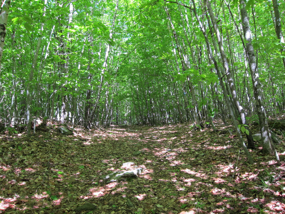 Section of White blazed trail (Credit: Miles Morris)