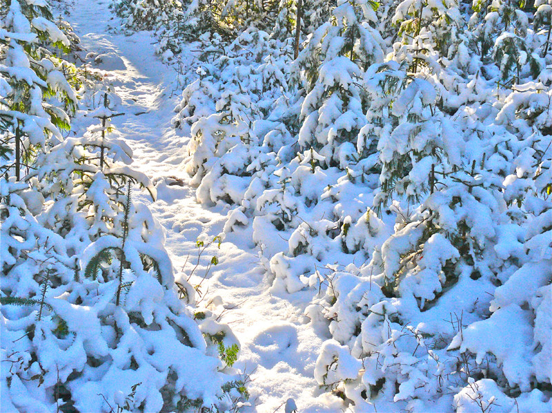 Baker Hill Trail in Winter (Credit: Paul M. Breeden)