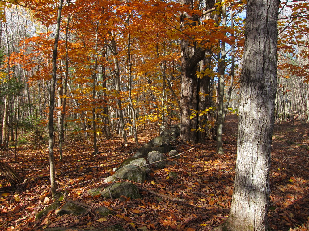 Macdonald Conservation Area & Readfield Town Farm Forest Maine Trail