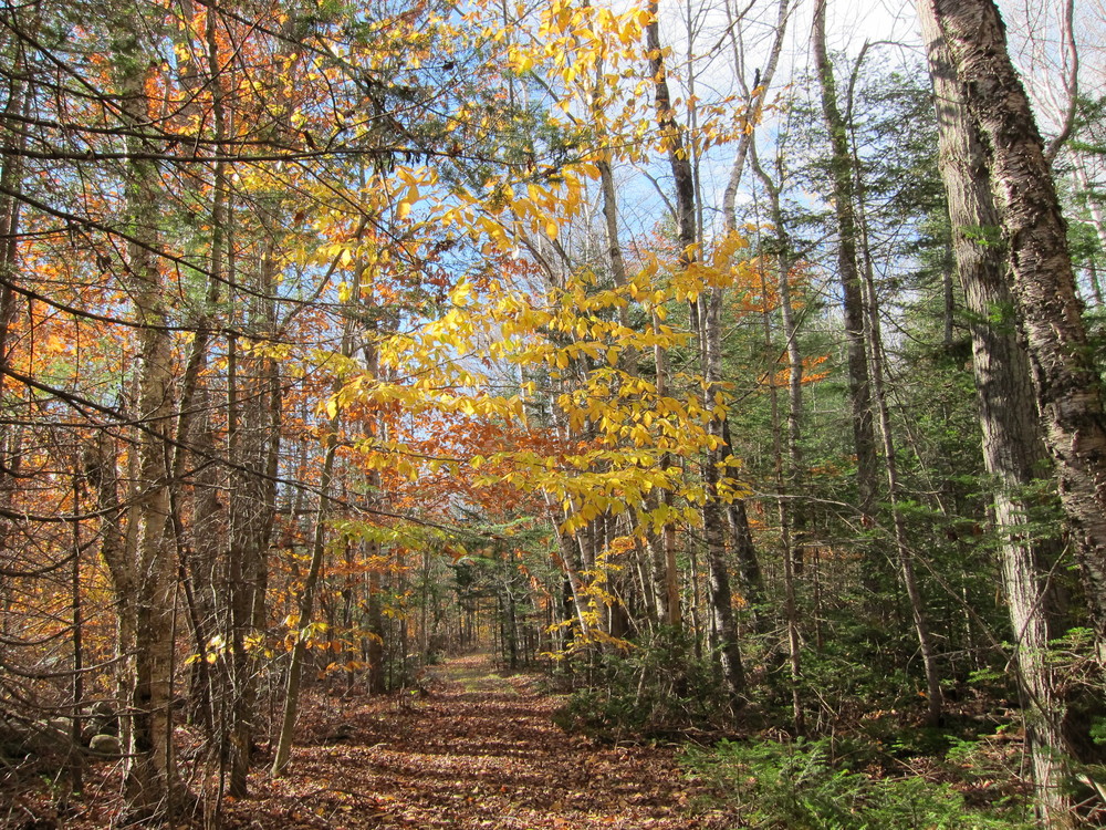 Macdonald Conservation Area & Readfield Town Farm Forest Maine Trail