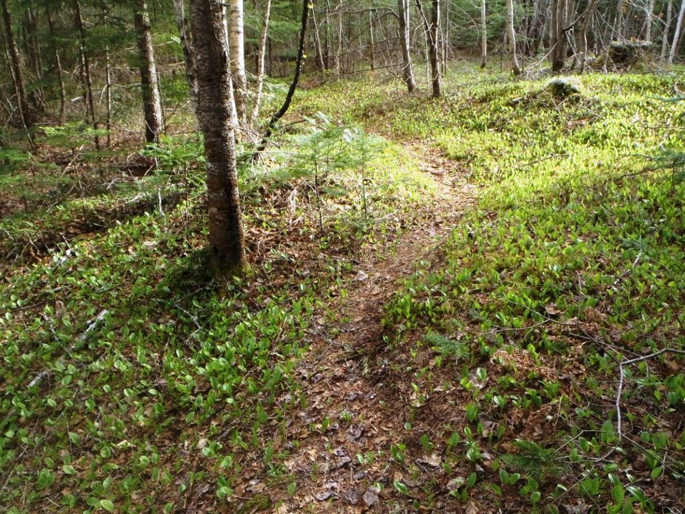 Thurlow Loop Trail Winding Amongst Wild Lily of the Valley (Credit: Landmark Heritage Trust)