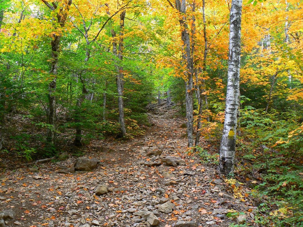 Haystack's forest floor trail in autumn (Credit: Aroostook Outdoor)