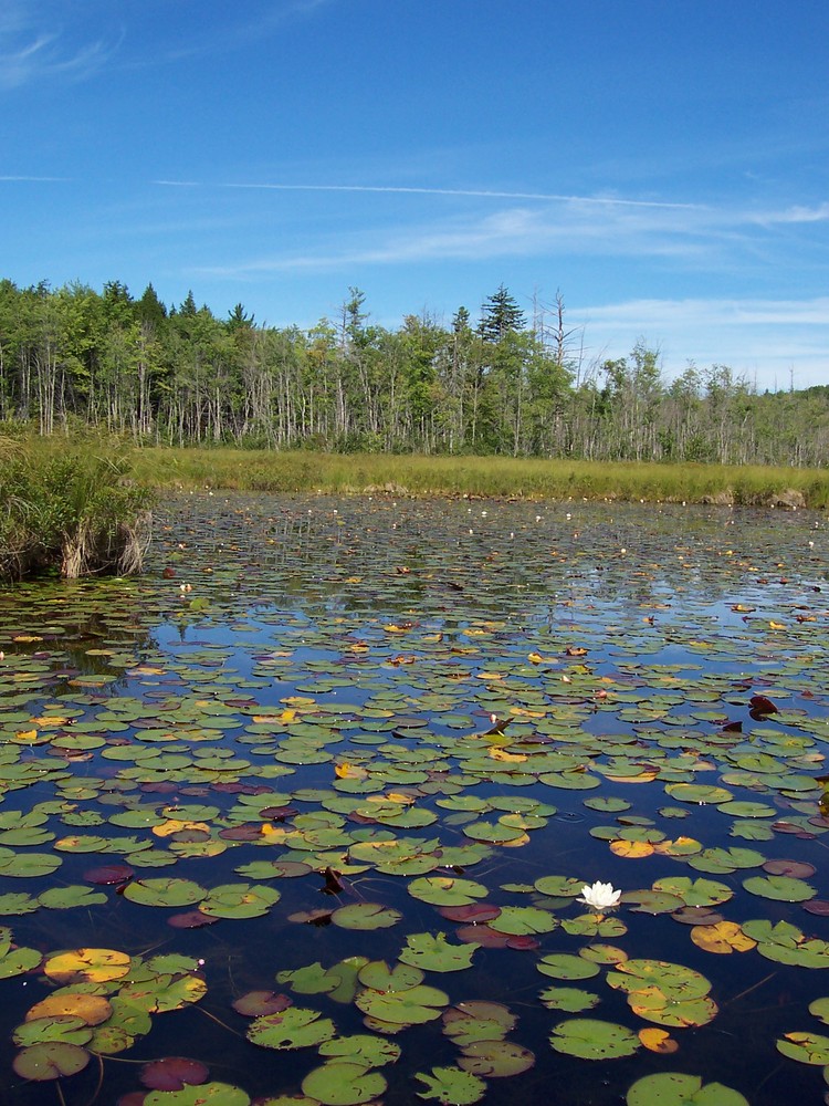 Water Lilies on Holt Pond (Credit: Lakes Environmental Association)