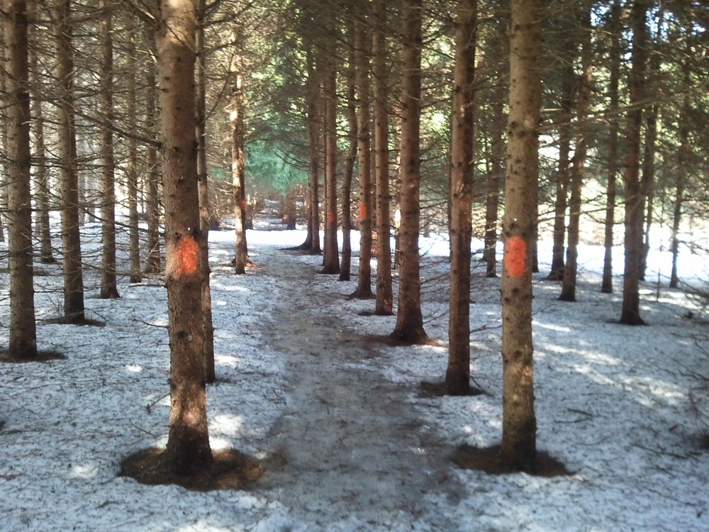 Woods Trail (Credit: Aroostook Outdoors)