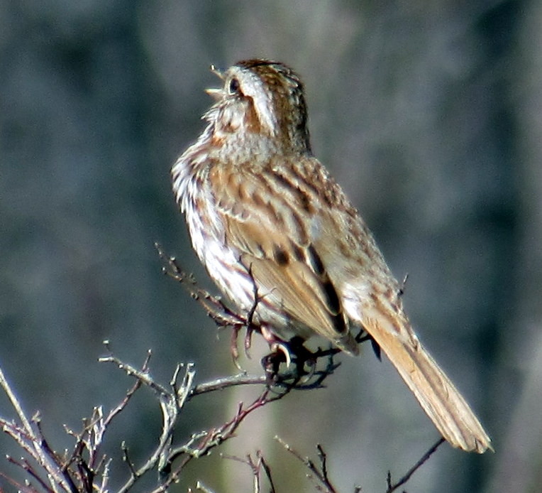 another singing bird (Credit: Gary Janson)