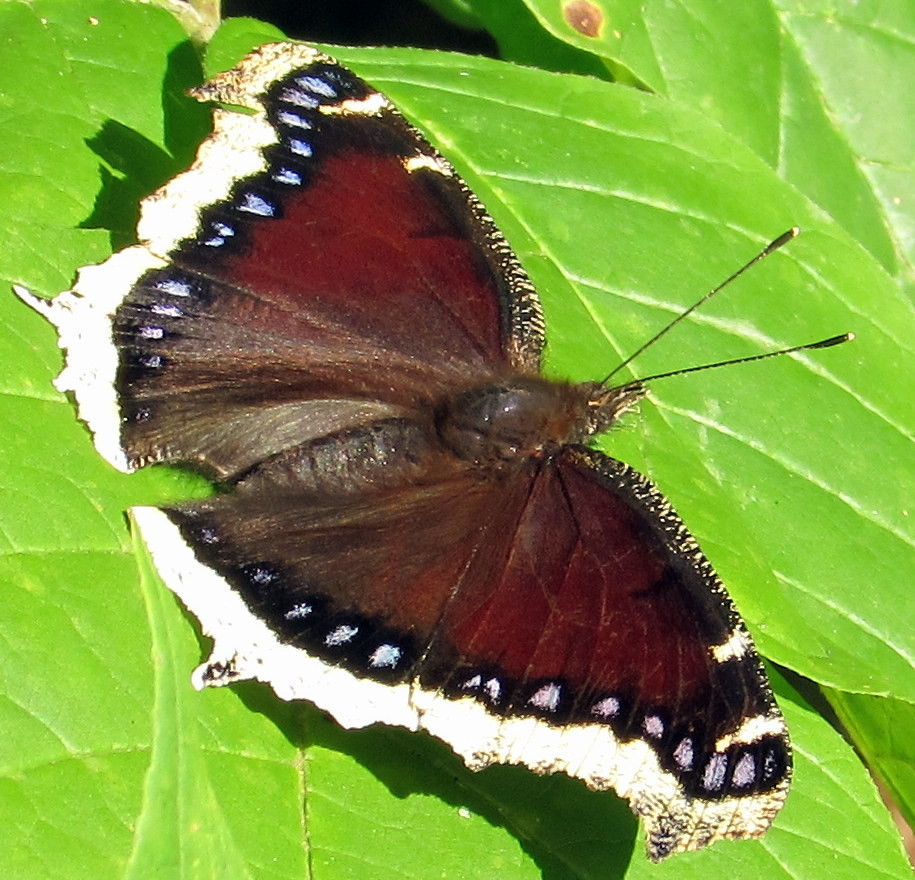 Mourning Cloak Butterfly near the pond (Credit: gary janson)