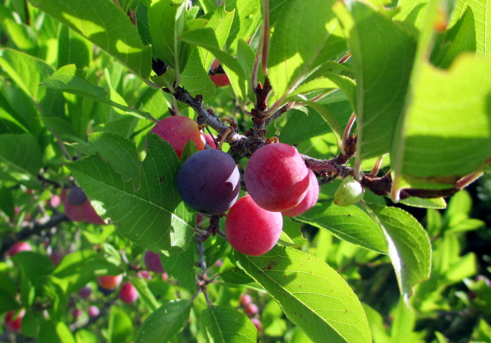 beach-plum-farm-maine-trail-finder