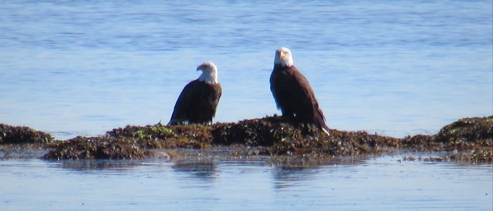 Two Bald Eagles swapping fishing stories at low tide.. (Credit: gary janson)