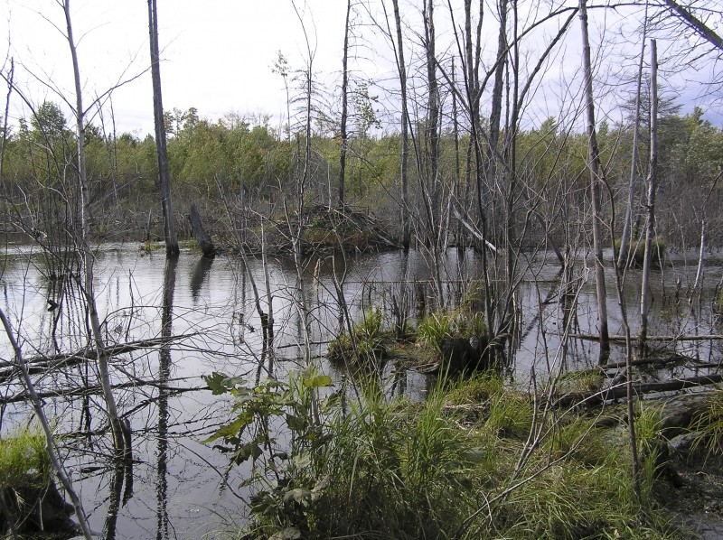 Beaver Pond (Credit: Bangor Land Trust)