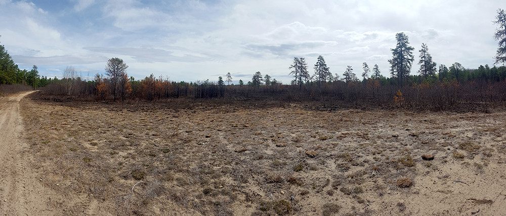 burned forest near the trail head (Credit: Michael Hanson)