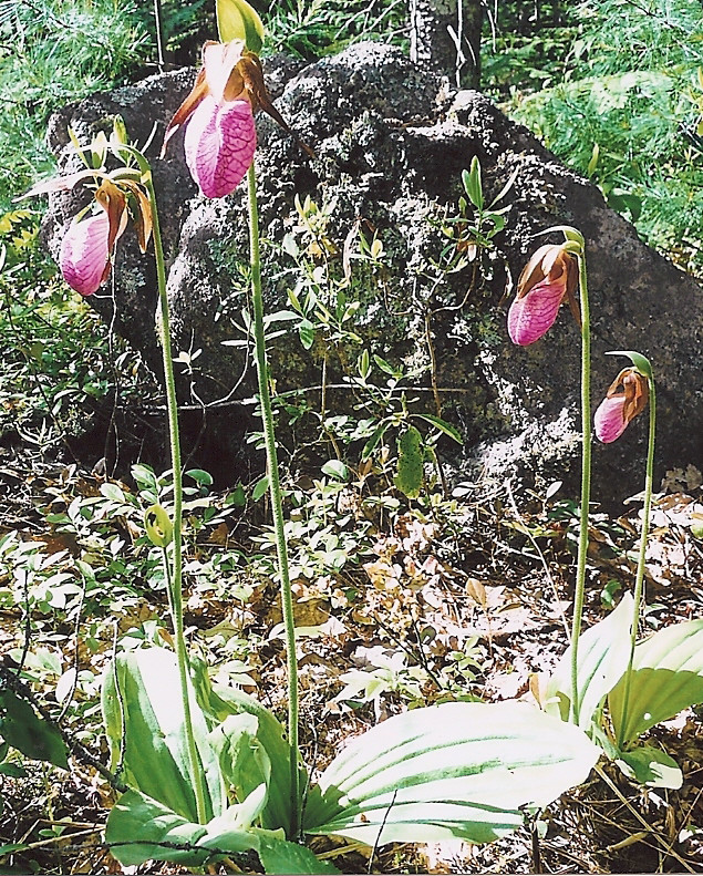 Lady Slipper Orchid Colony (Credit: Dyer Wadsworth)
