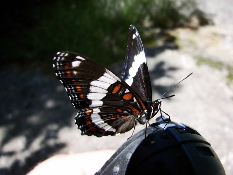 A White Admiral Butterfly (Credit: Ken Gross)