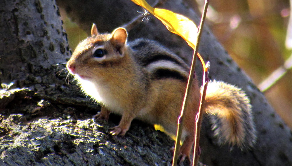 A chipmunk near the trail watching me closely (Credit: gary janson)