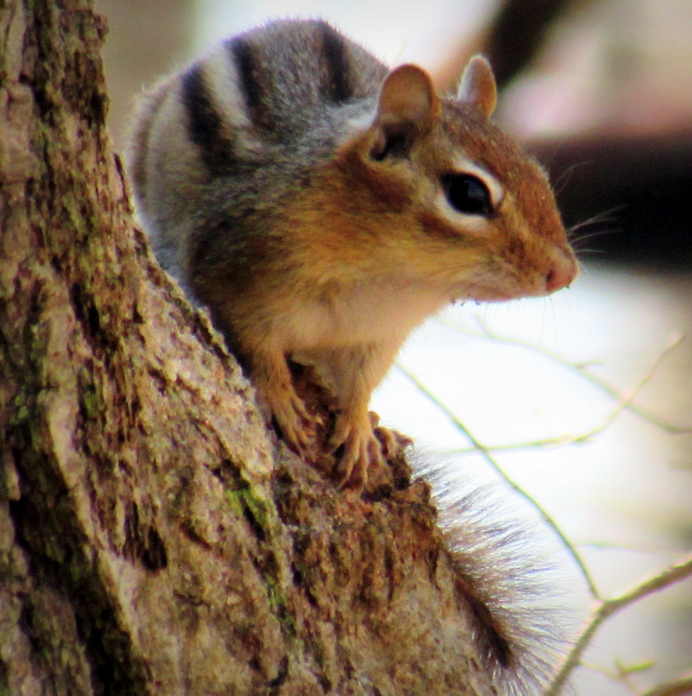 One of the many resident chipmunks I met along the trail (Credit: gary janson)