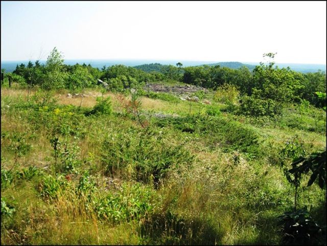 Shrubland with a View (Credit: Mount Agamenticus Conservation Program)
