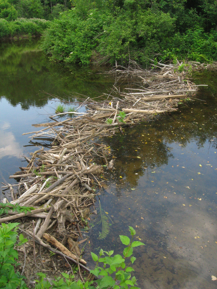 Foothills Land Conservancy Maine Trail Finder