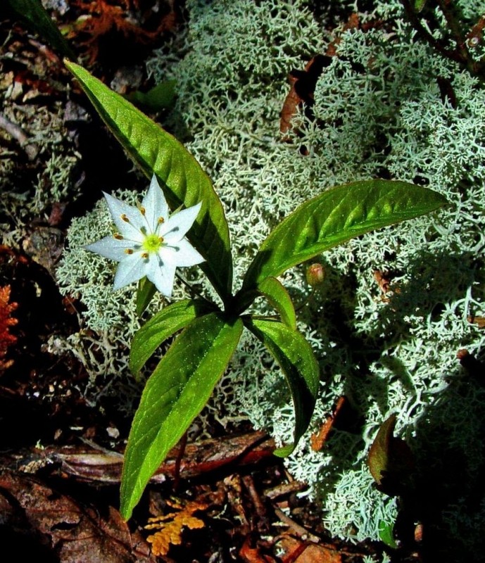 Star flower and reindeer "moss." (Credit: Downeast Coastal Conservancy)