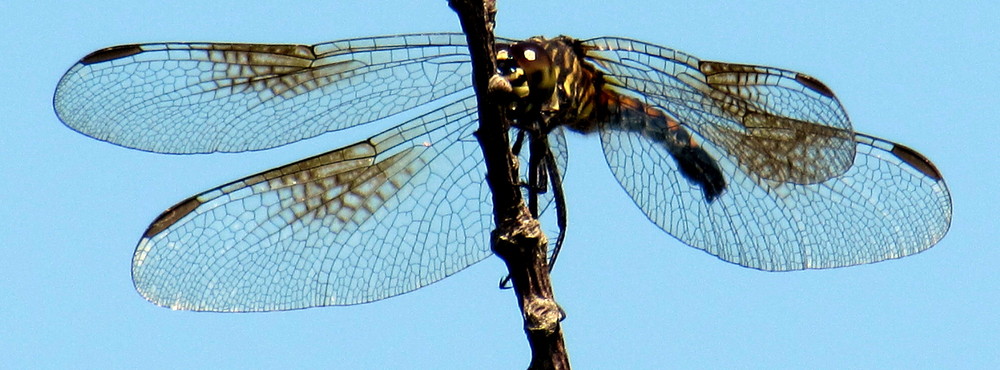 marsh dragonfly (Credit: gary janson)