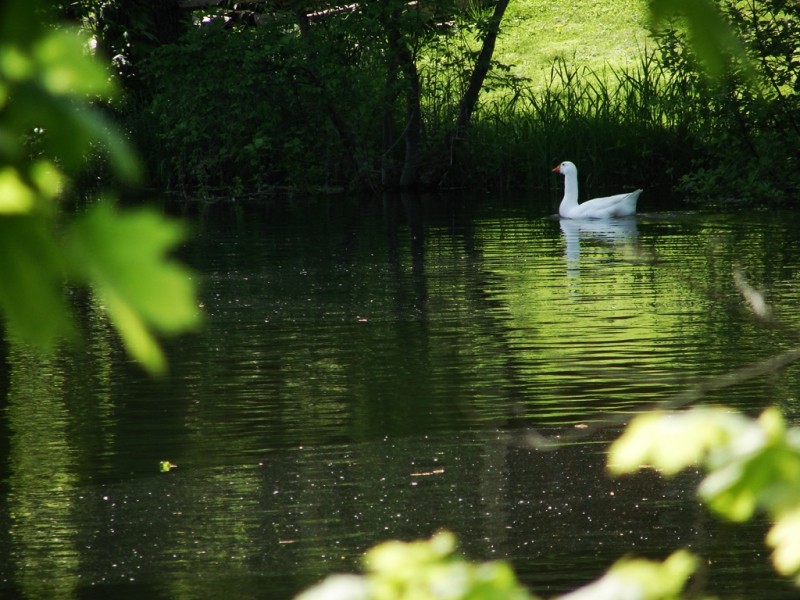 Swans are heard from much further away than they are seen! (Credit: Ken Gross)