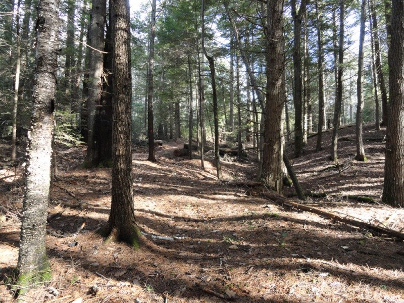 Path winds through towering hemlocks (Credit: Center for Community GIS)