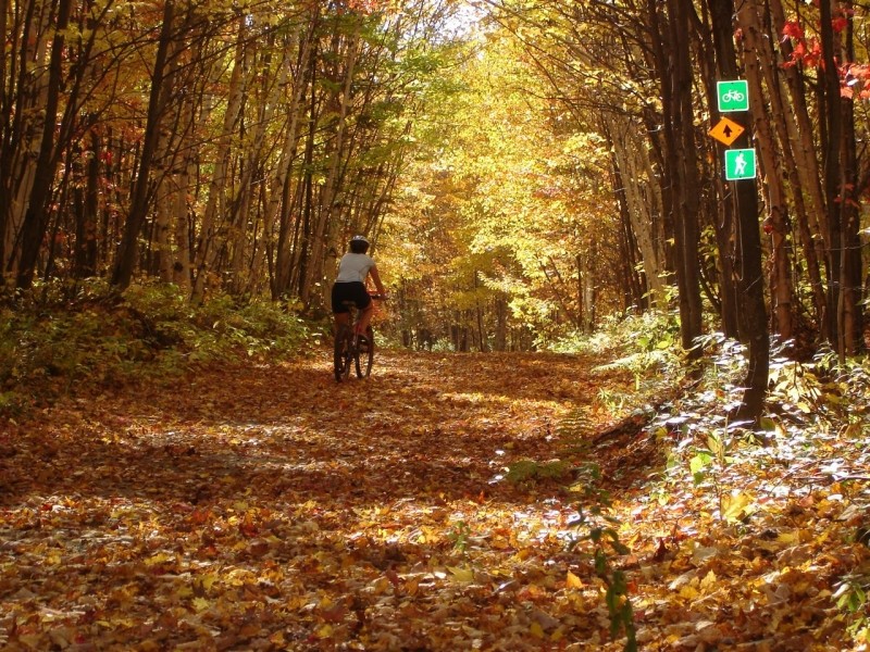 St. John Loop, "the birches" (Credit: Four Seasons Trail Association)