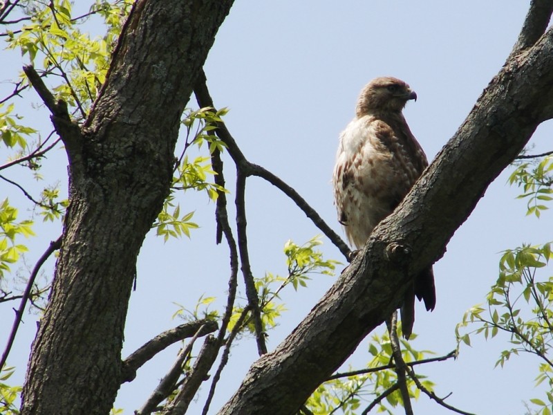 Juvenile Red-Tailed Hawk, one of many bird species which find refuge at Gilsland Farm (Credit: Ken Gross)