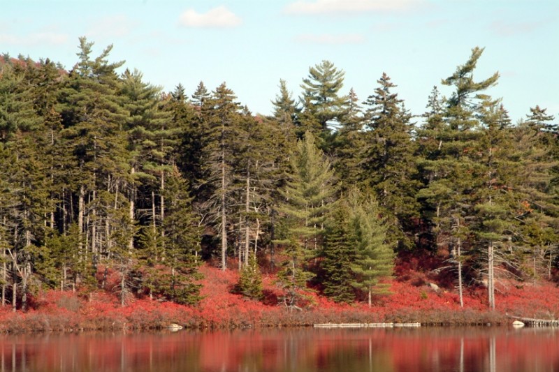 Fall shrubs turning scarlet along the shoreline of Salmon Pond (Credit: Maine Bureau of Parks and Lands)