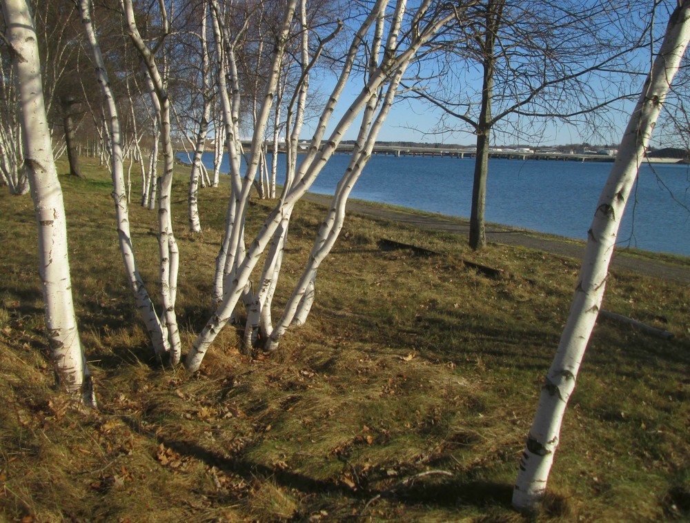 Birch trees, 4/14/17 (Credit: Roger Brown)