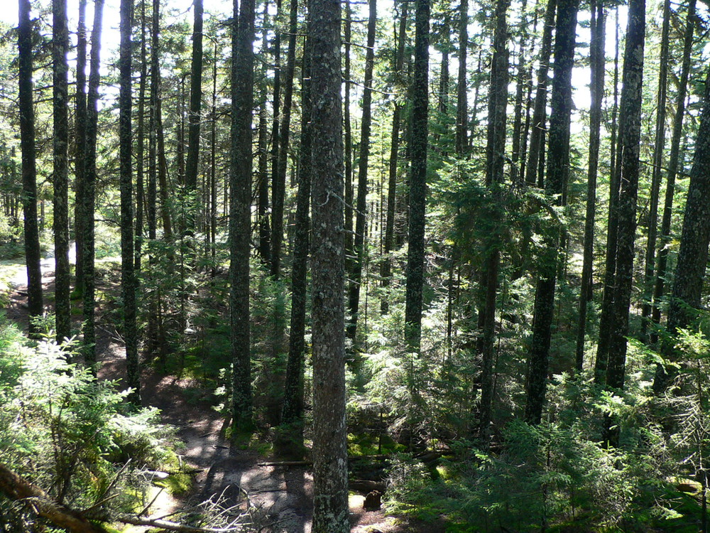 Forest (Credit: National Park Service)