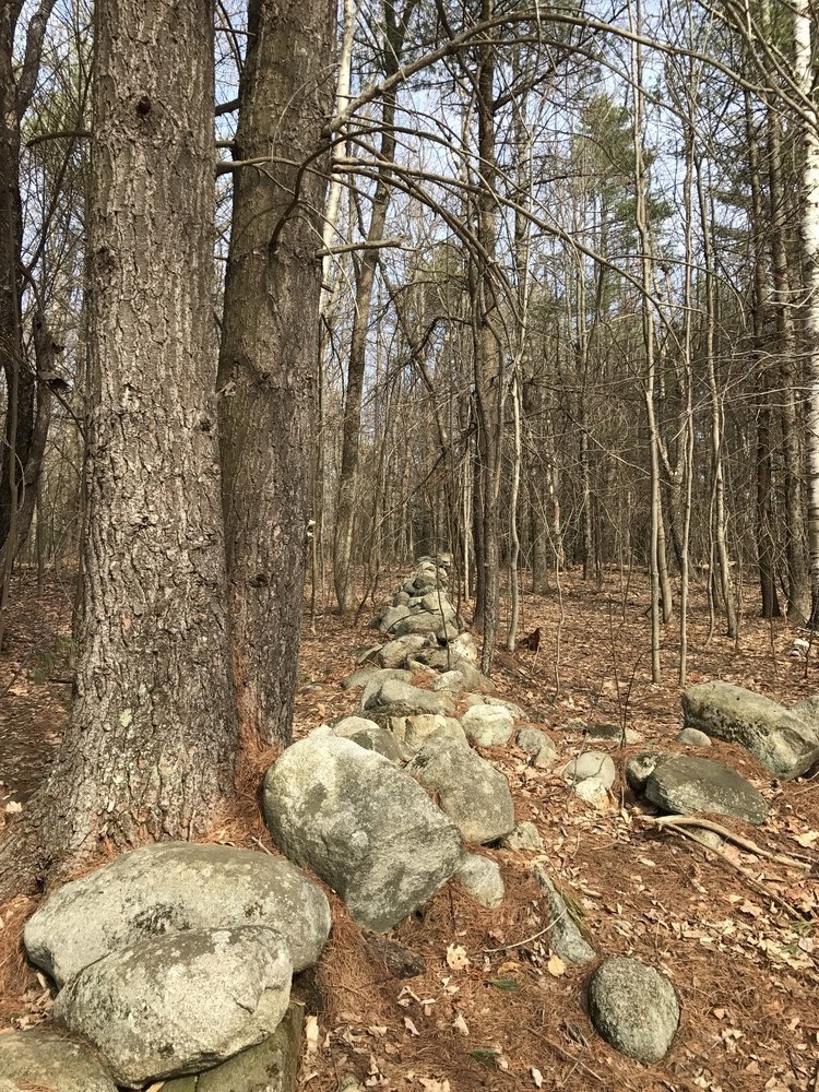 Beautiful stone walls, especially on Blueberry Trail
