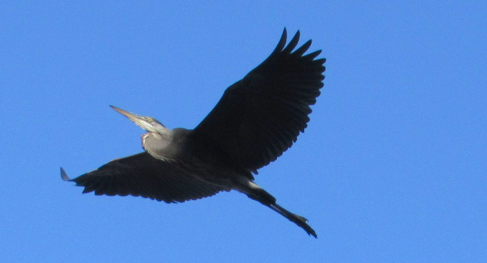 A Great Blue Heron flying by (Credit: gary janson)