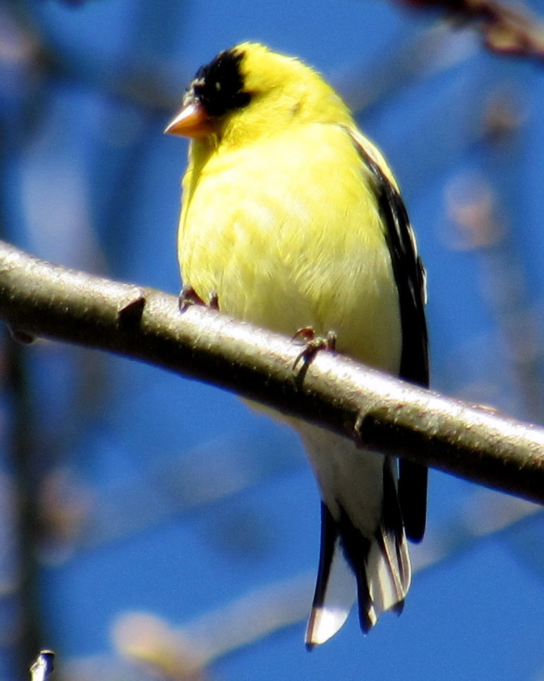 I also met a goldfinch here today as well (Credit: gary janson)