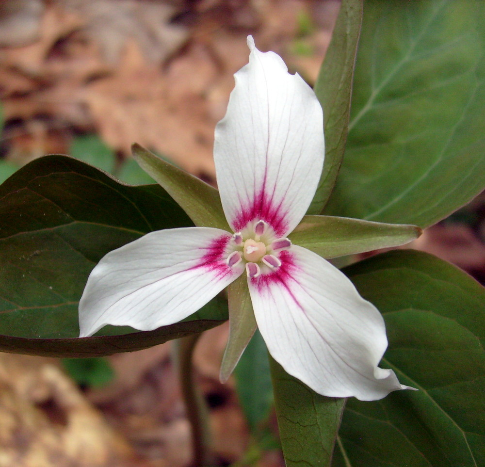 Painted Trillium on the trail (Credit: gary janson)