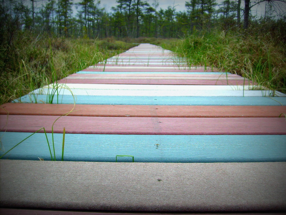 The colorful boardwalk meandering through the heath (Credit: gary janson)