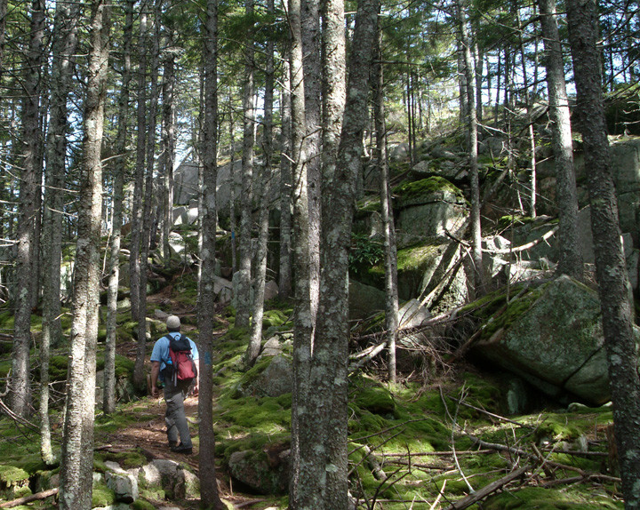 Spruce Woodlands (Credit: Maine Bureau of Parks and Lands)