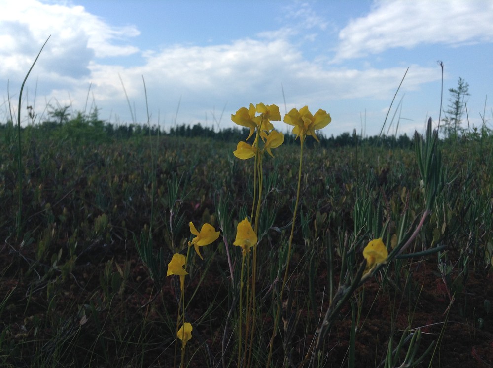 Beautiful horned bladderwort in the bog (Credit: N. Grohoski)