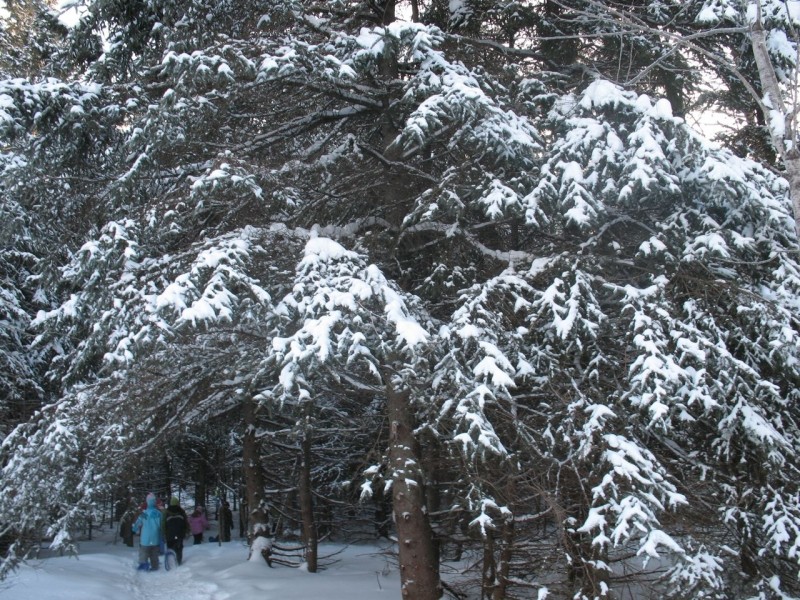 Snowshoe Trail (Credit: Four Seasons Trail Association)